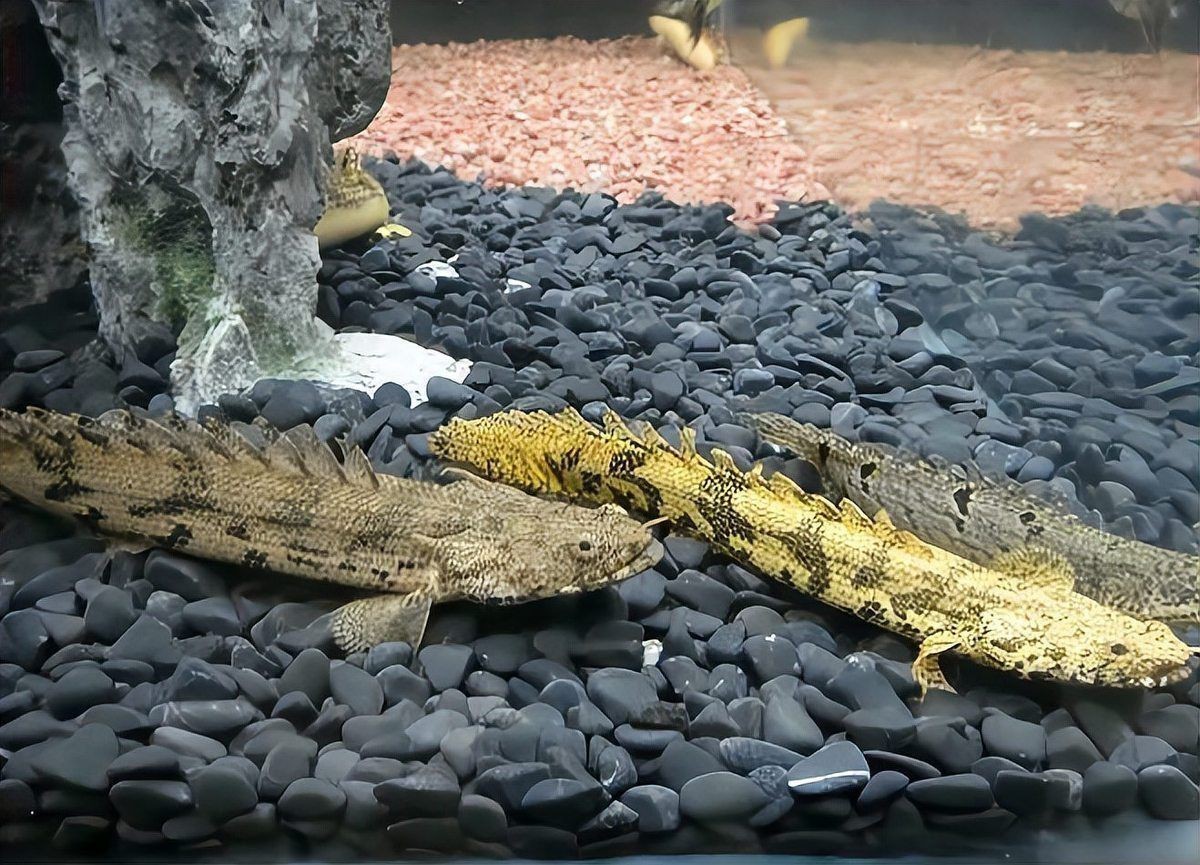 虎斑恐龍魚屬于什么魚