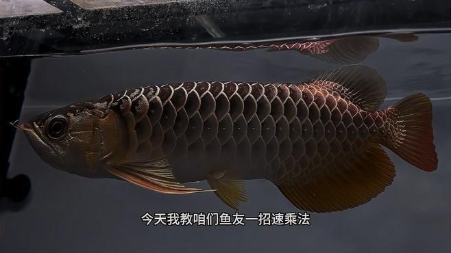 古典藍底過背金龍哪個地方的好看
