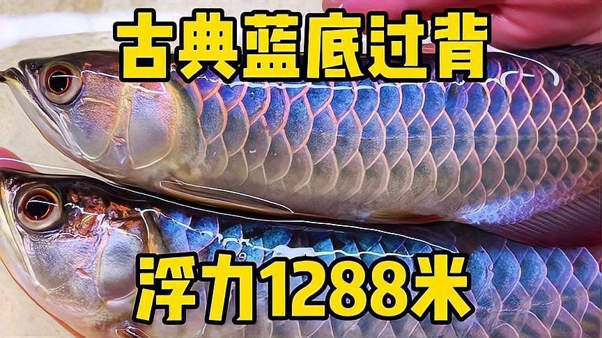 古典藍底過背金龍哪個地方的好看