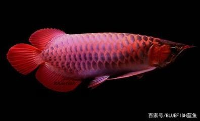 紅龍魚的種類如何區分（紅龍魚有什么品種紅龍魚品種與區別紅龍魚的區別） 紅龍魚的種類如何區分（紅龍魚有什么品種紅龍魚品種與區別紅龍魚的區別） 龍魚百科 第6張