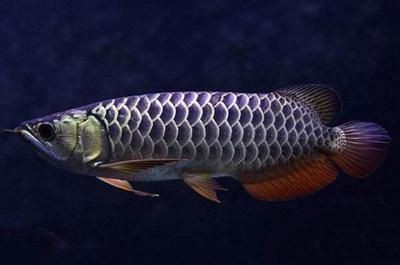 龍魚喂活食長得快嗎：龍魚喂活食是否長得快