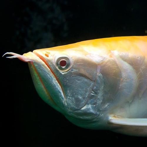 黃化銀龍魚怎么養出狀態圖片