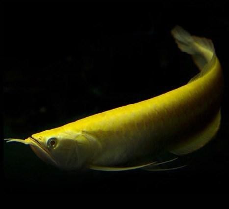 黃化銀龍魚怎么養出狀態圖片