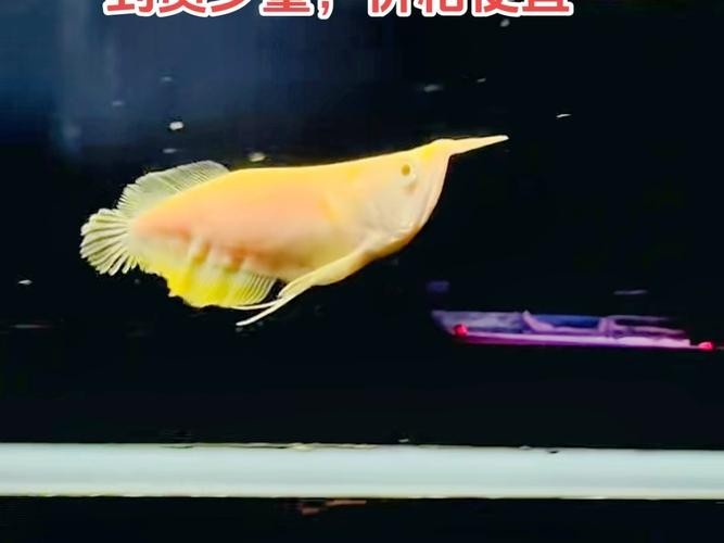 黃化銀龍魚怎么養出狀態圖片