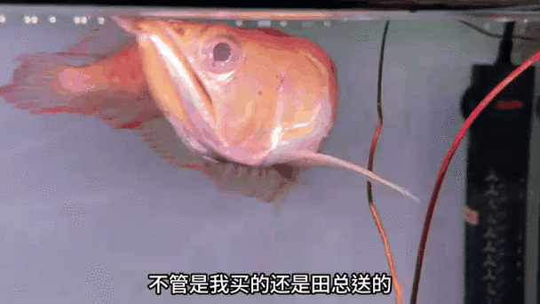 黃化銀龍魚怎么養出狀態圖片