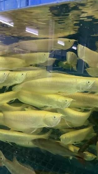 黃化銀龍魚怎么養出狀態圖片