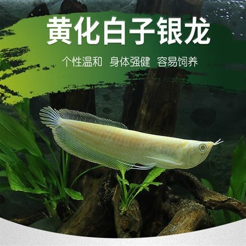 黃化銀龍魚怎么養出狀態圖片