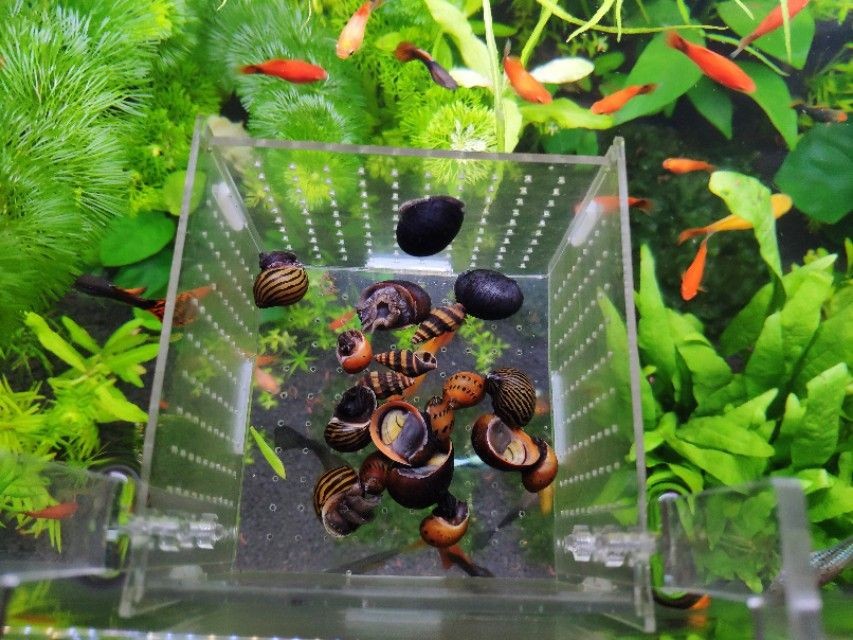 比較好的魚(yú)缸清潔魚(yú)有哪些（比較好的魚(yú)缸清潔魚(yú)）