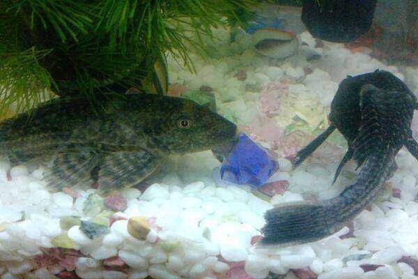 比較好的魚(yú)缸清潔魚(yú)有哪些（比較好的魚(yú)缸清潔魚(yú)）