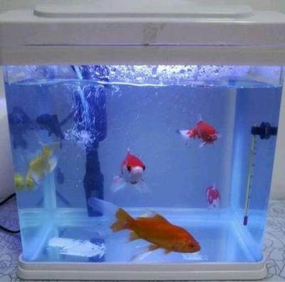 比較好的魚(yú)缸清潔魚(yú)有哪些（比較好的魚(yú)缸清潔魚(yú)）