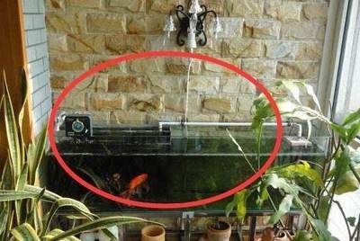 比較好的魚(yú)缸清潔魚(yú)有哪些（比較好的魚(yú)缸清潔魚(yú)）