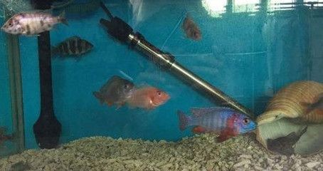 比較好的魚(yú)缸清潔魚(yú)有哪些（比較好的魚(yú)缸清潔魚(yú)）