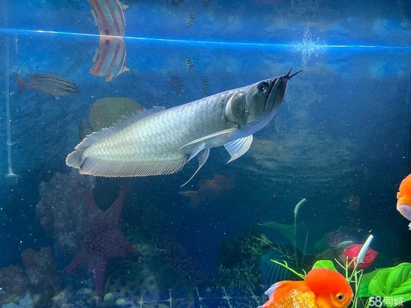 芳村花地灣周邊還有哪些龍魚商戶？