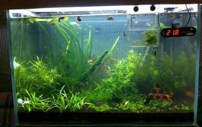 淡水魚缸長青苔的幾種方法：淡水魚缸長青苔怎么辦