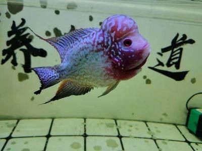 底濾魚缸的水位忽高忽低怎么辦:底濾魚缸水位升高怎么辦 魚缸百科 第3張 底濾魚缸的水位忽高忽低怎么辦:底濾魚缸水位升高怎么辦 底濾魚缸的水位忽高忽低怎么辦:底濾魚缸水位升高怎么辦 魚缸百科 第3張