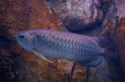 龍魚缸推薦排行榜前十名品種：龍魚缸品牌售后服務評價：血紅龍與血紅龍的區別