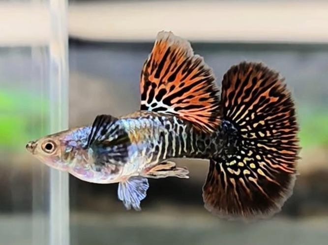孔雀魚大賽獲獎圖片 孔雀魚大賽獲獎圖片 2025長城杯龍魚大賽 第19張