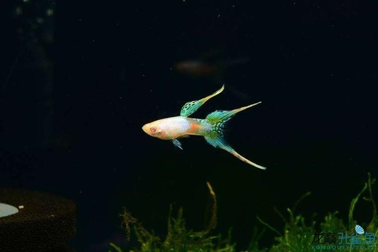 孔雀魚大賽獲獎圖片 孔雀魚大賽獲獎圖片 2025長城杯龍魚大賽 第7張