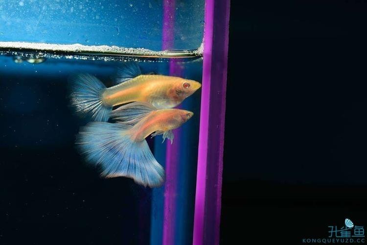 孔雀魚大賽獲獎圖片 孔雀魚大賽獲獎圖片 2025長城杯龍魚大賽 第5張
