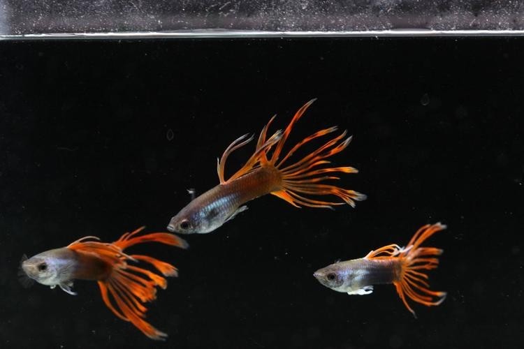 孔雀魚大賽獲獎圖片