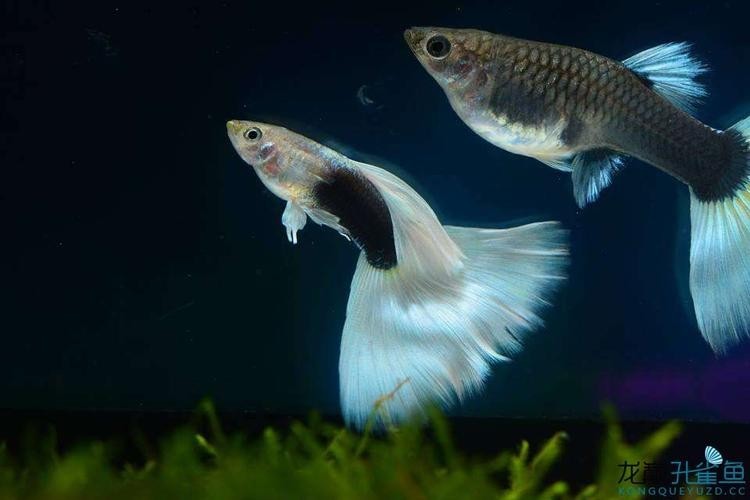 孔雀魚大賽獲獎圖片 孔雀魚大賽獲獎圖片 2025長城杯龍魚大賽 第9張