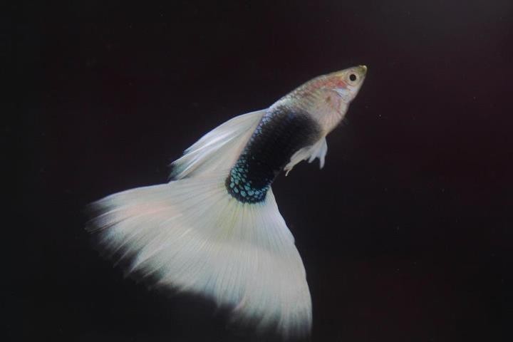 孔雀魚大賽獲獎圖片 孔雀魚大賽獲獎圖片 2025長城杯龍魚大賽 第14張