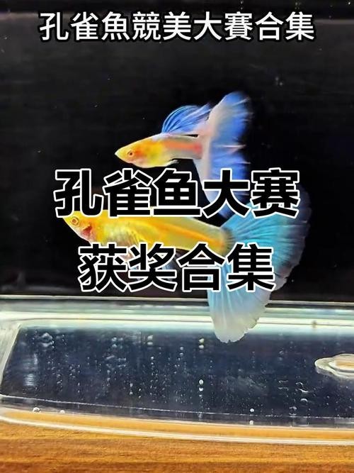 孔雀魚大賽獲獎圖片 孔雀魚大賽獲獎圖片 2025長城杯龍魚大賽 第4張