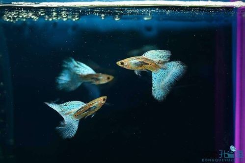 孔雀魚大賽獲獎圖片 孔雀魚大賽獲獎圖片 2025長城杯龍魚大賽 第17張