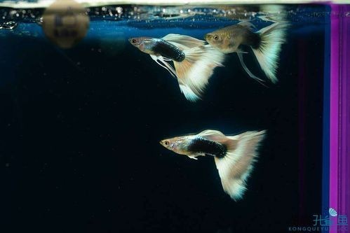 孔雀魚大賽獲獎圖片 孔雀魚大賽獲獎圖片 2025長城杯龍魚大賽 第8張
