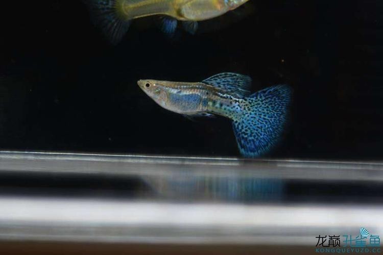 孔雀魚大賽獲獎圖片 孔雀魚大賽獲獎圖片 2025長城杯龍魚大賽 第15張