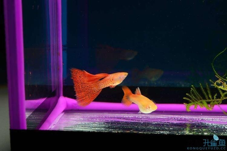 孔雀魚大賽獲獎圖片 孔雀魚大賽獲獎圖片 2025長城杯龍魚大賽 第13張