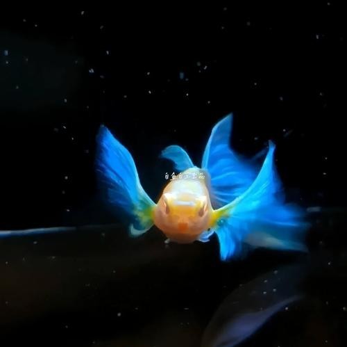 孔雀魚大賽獲獎圖片 孔雀魚大賽獲獎圖片 2025長城杯龍魚大賽 第12張