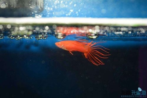 孔雀魚大賽獲獎圖片 孔雀魚大賽獲獎圖片 2025長城杯龍魚大賽 第16張