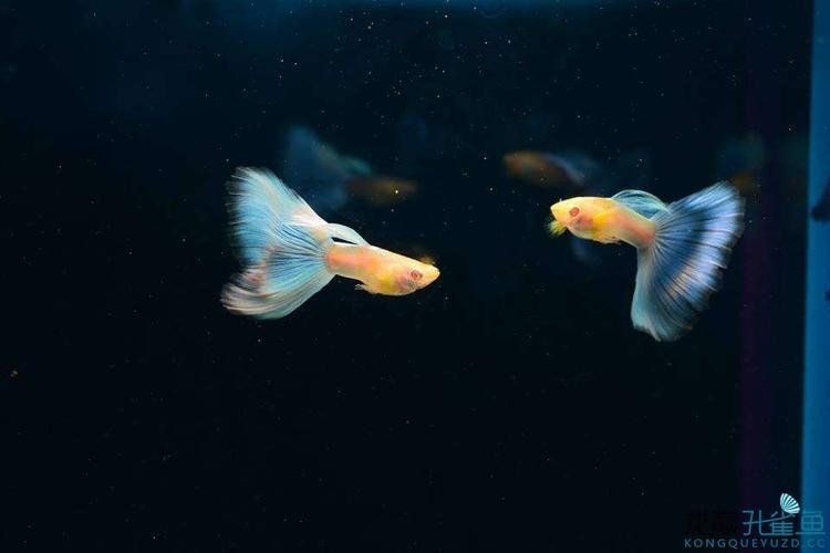 孔雀魚大賽獲獎圖片 孔雀魚大賽獲獎圖片 2025長城杯龍魚大賽 第18張