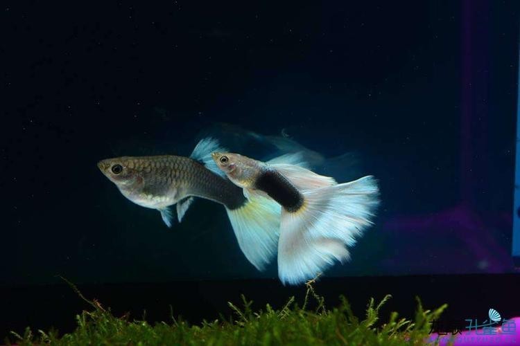 孔雀魚大賽獲獎圖片 孔雀魚大賽獲獎圖片 2025長城杯龍魚大賽 第6張