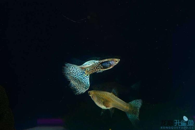 孔雀魚大賽獲獎圖片 孔雀魚大賽獲獎圖片 2025長城杯龍魚大賽 第11張