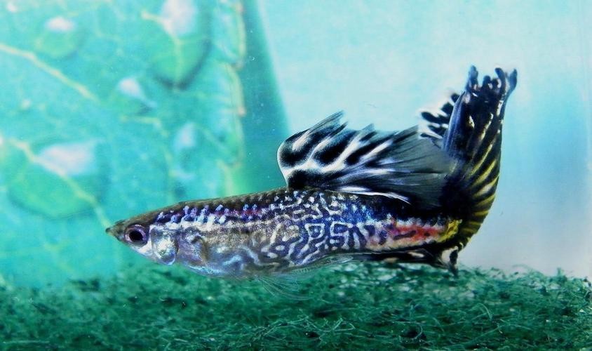 孔雀魚大賽獲獎圖片 孔雀魚大賽獲獎圖片 2025長城杯龍魚大賽 第20張