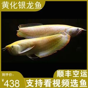 雪龍魚幼魚期營養需求：雪龍魚幼魚期如何補充維生素