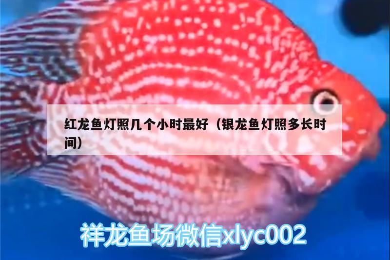 紅龍魚(yú)燈照幾個(gè)小時(shí)最好（銀龍魚(yú)燈照多長(zhǎng)時(shí)間）