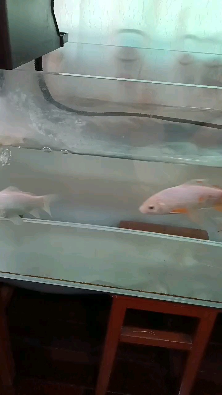 我的魚 我的魚 龍魚論壇
