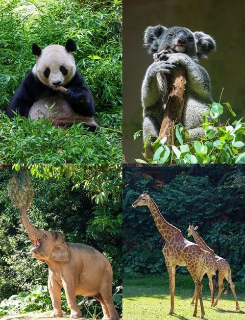 長隆野生動物園開放時間是？