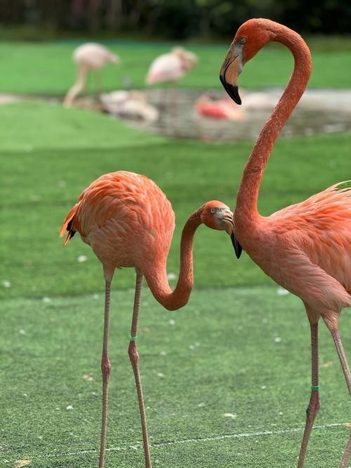 長隆野生動物園開放時間是？