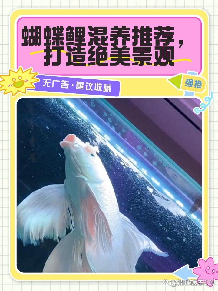 蝴蝶鯉最佳配魚
