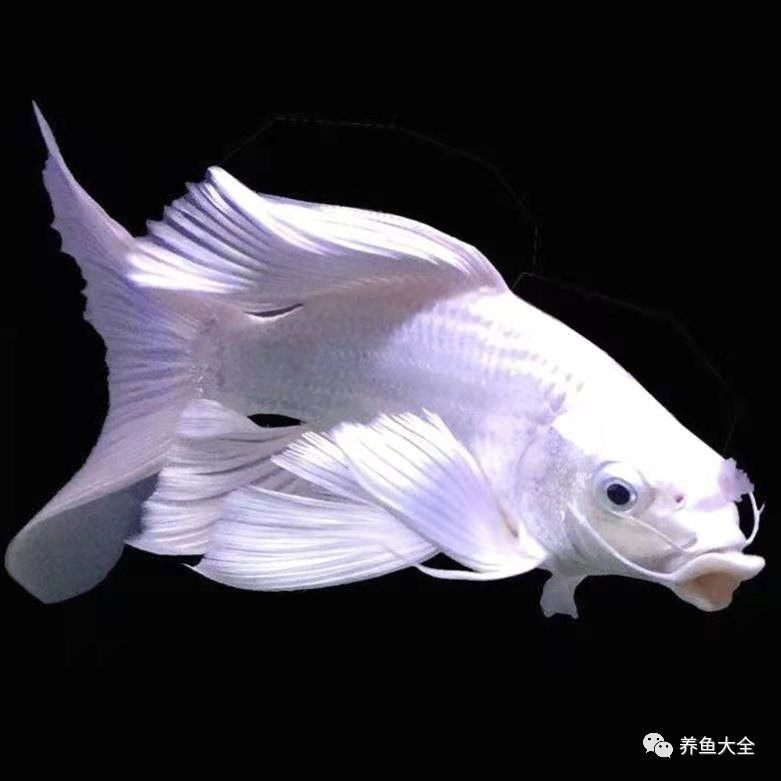 蝴蝶鯉最佳配魚