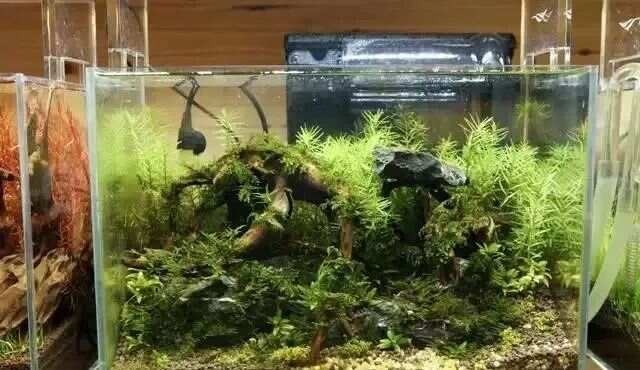 有哪些品牌的水族箱適合長(zhǎng)城造景？