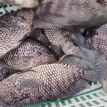 淡水石斑魚圖片價格
