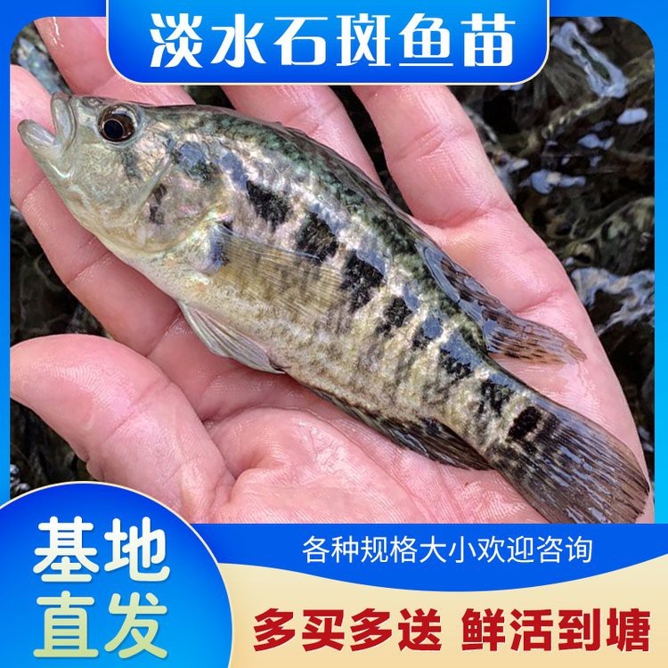 淡水石斑魚圖片價格