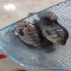 淡水石斑魚圖片價格