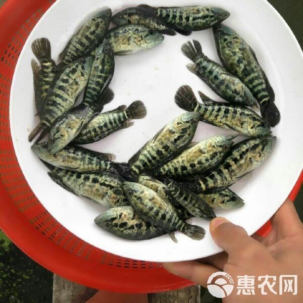淡水石斑魚圖片價格
