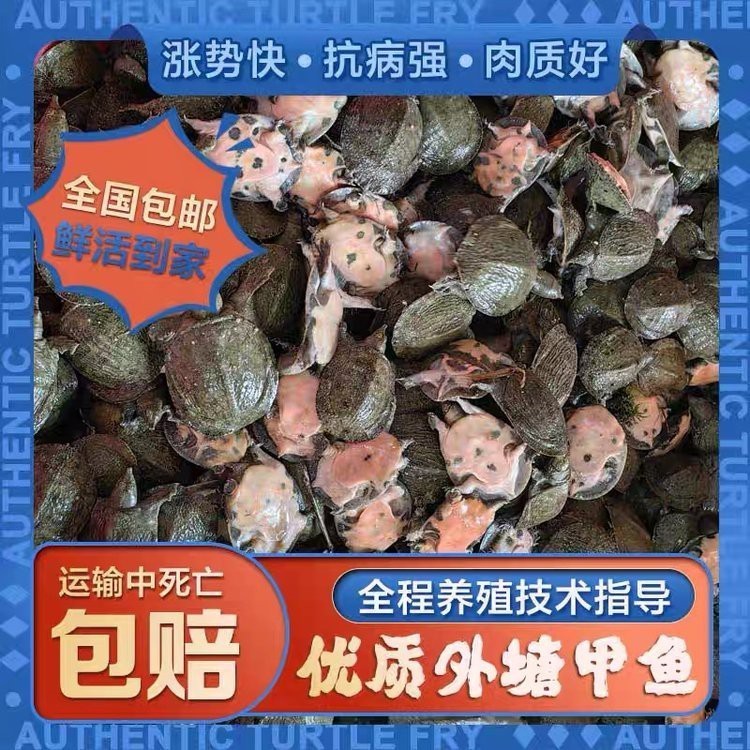 給我推薦一些信譽良好的金龍魚苗商家
